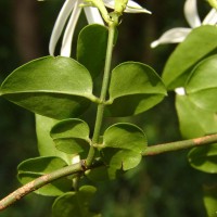 Jasminum angustifolium var. sessiliflorum (Vahl) P.S.Green